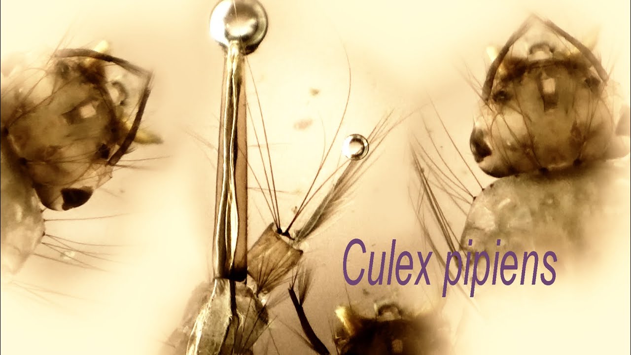 Culex pipiens pipiens