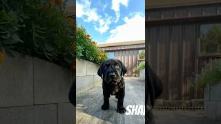 Shadow, 5 weeks! #photoshoot #puppy #camera #garden #puppies #cute #fun #watchmegrow