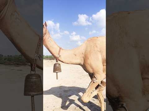 لقد تم ربط قدم واحدة لاستخراج الحليب من هذا المخلوق اللطيف في الصحراء 