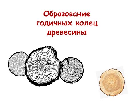 Образование годичных колец