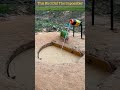 This Bird Did The Impossible! #comedy #funny #birds