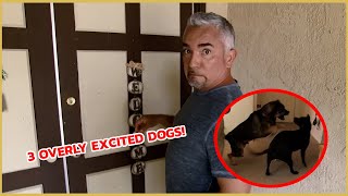 Cesar Millan vs. 3 Overly Excited Dogs! | Cesar911 Shorts by Cesar Millan 90,641 views 4 months ago 3 minutes, 50 seconds