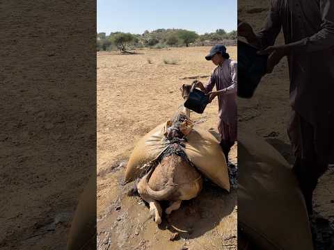 صبي يجمع الماء في قطعة قماش توضع فوق جمل تحت أشعة الشمس الشديدة