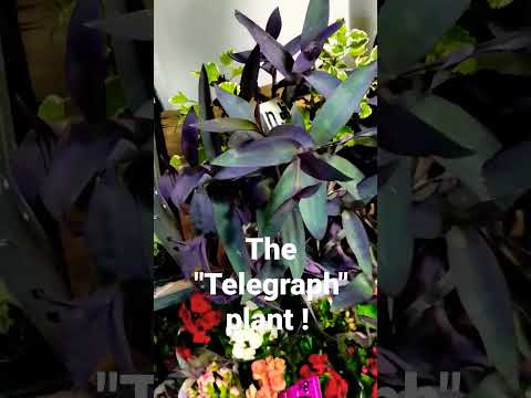 Video: Telegraph Plant Info - How To Grow Telegraph Houseplants