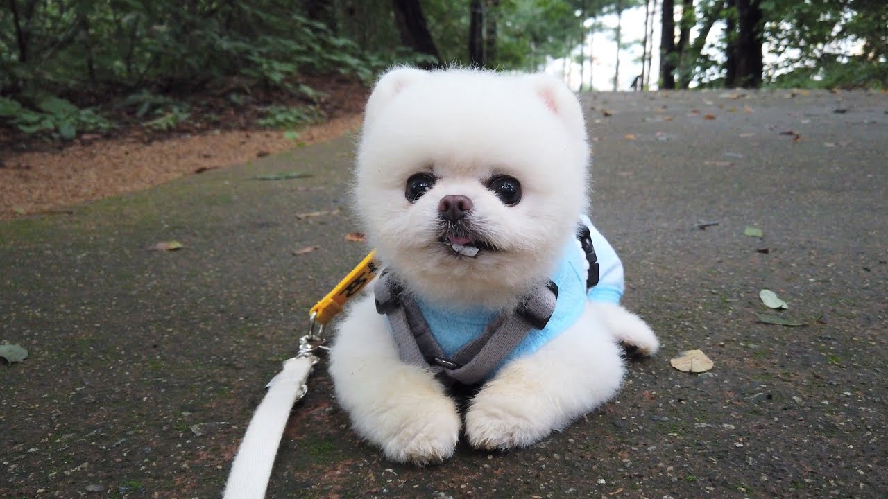 우리 같이 산책할까? [#20 퐁키야~ 모기는 먹으면 안돼!!!]