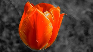 Only red tulips! Isolation of flowers on a gray background. screenshot 5