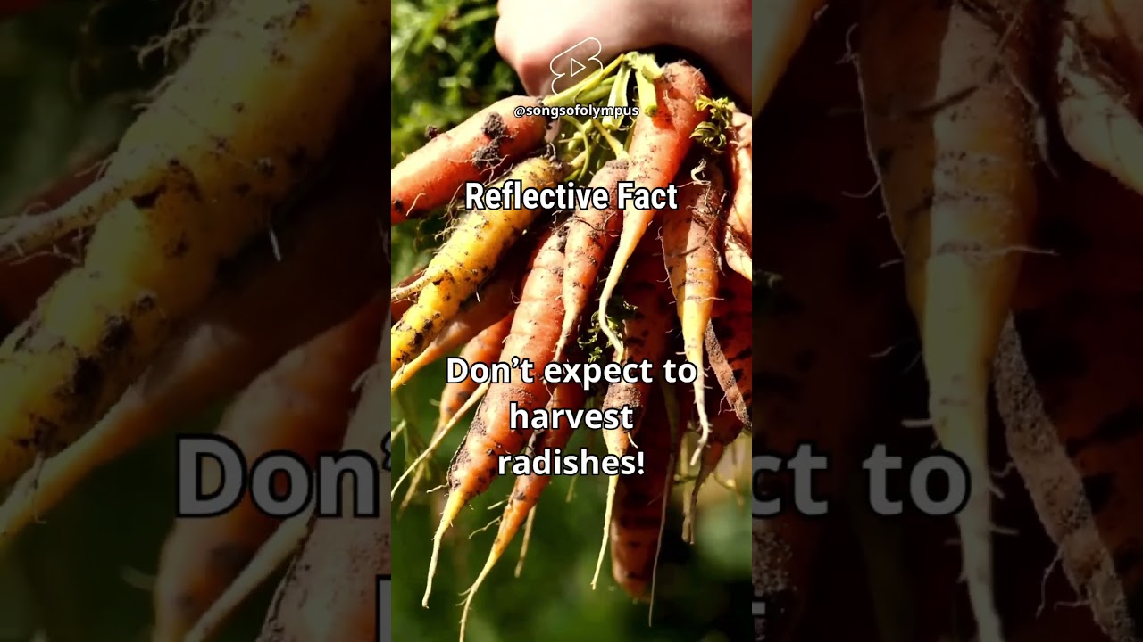 Reflective Fact 07 - Shorts 