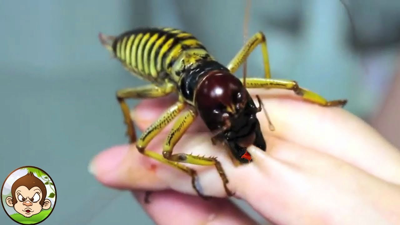 10 ANIMALS THAT ARE IMPOSSIBLE TO KILL