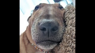 Bull Terriers Heart And Soul