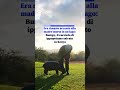 Il cucciolo di ippopotamo Bumpy