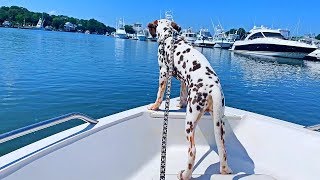 Dalmatian Puppy React to a Boat Ride