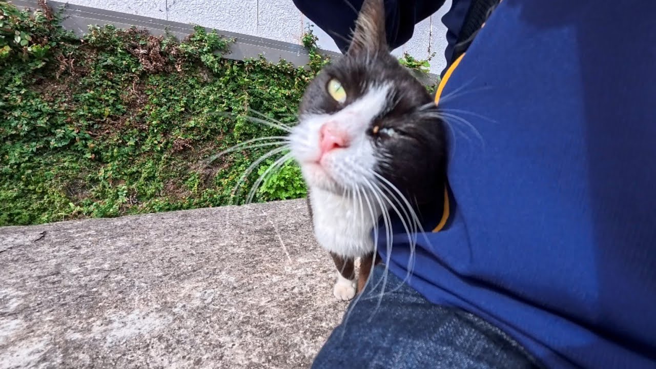 Every Time I Sit on This Stone Bench by the Harbor, a Cat Comes to