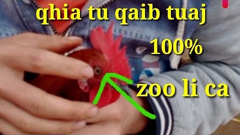 qhia xaiv tu qaib dib tuaj 100%