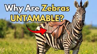 The Reason Why We CANNOT Domesticate ZEBRAS?