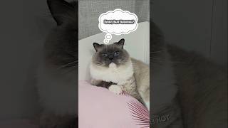 A cat's thoughts😂