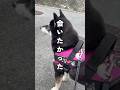 大型犬に翻弄される豆柴はコチラです