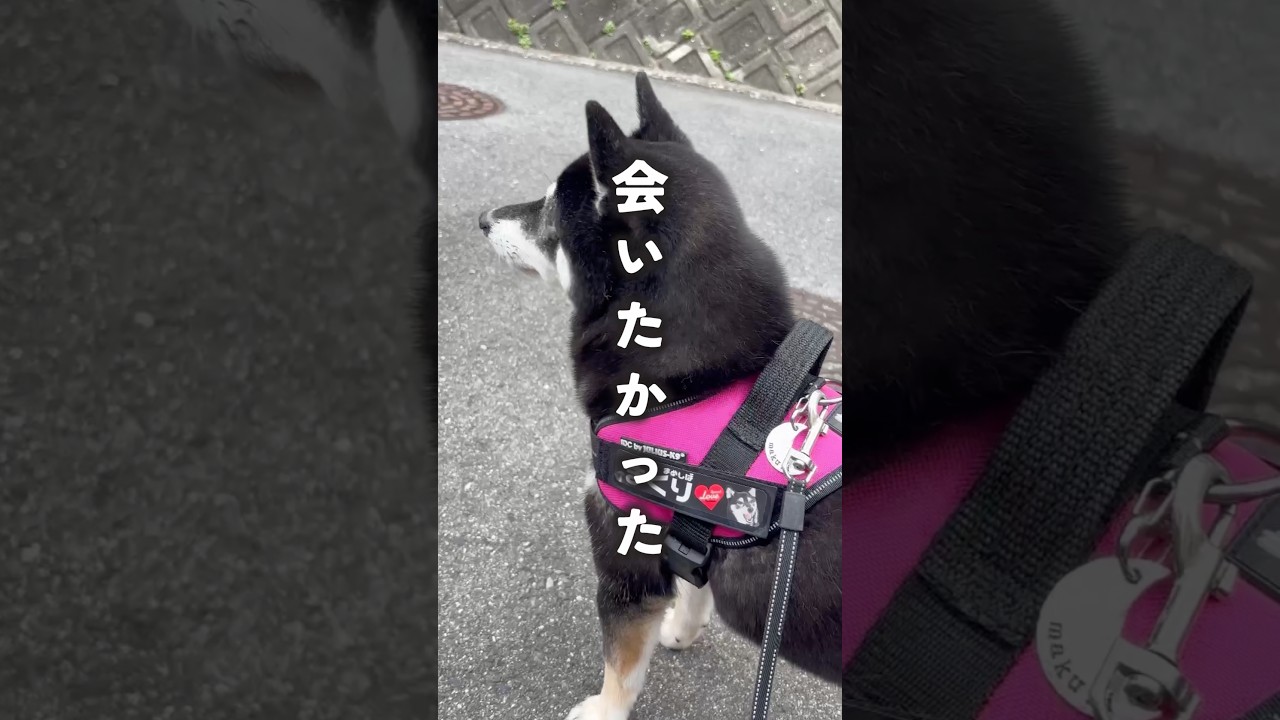 大型犬に翻弄される豆柴はコチラです