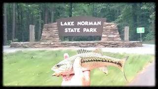 Lake Norman SP: SpottedBass on jerkbait