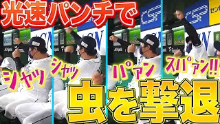 【スパァン!!】中村剛也『“光速パンチ”で虫を撃退』