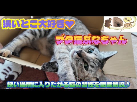 狭いとこ大好き❤　ブタ猫　ぷなちゃん♪　狭い場所に入りたがる猫の習性も徹底解説♪
