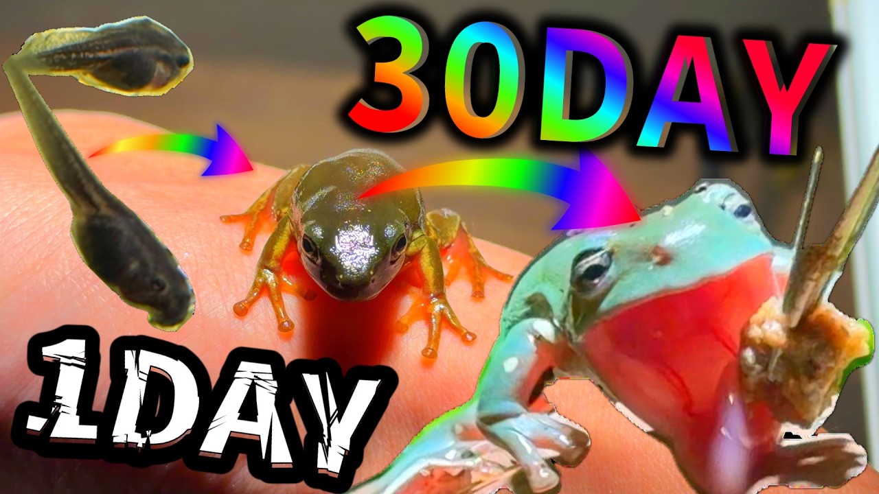 【30日間】オタマジャクシから育てた結果、驚愕の変化。そのすべてを凝縮！