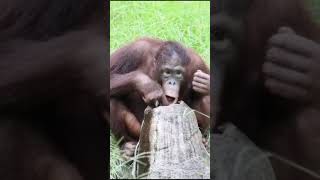 Save Orangutan? ❤️ ?