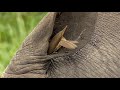 Birds Helping Rhino to Clean its Ear