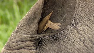 Birds Helping Rhino to Clean Its Ear: An Unseen Glimpse into Nature's Mutualism | Wildlife Wonders