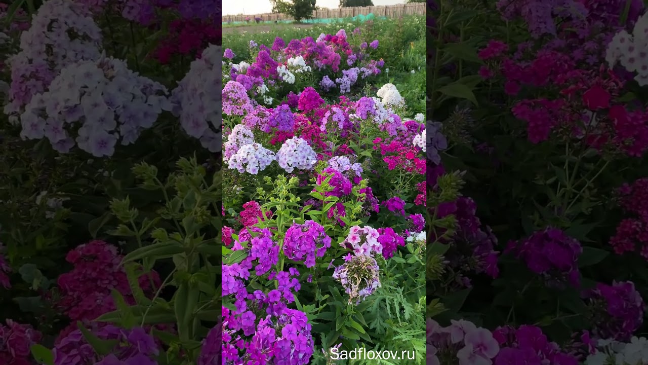 Как правильно поливать флоксы?