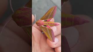 Elephant hawkmoth / Deilephila elpenor