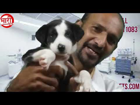 वीडियो: कुत्तों में आईरिस बॉम्बे - आँखों की समस्या - पूरा पोस्टीरियर सिनेचिया