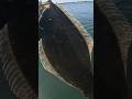 SHELTER ISLAND HALIBUT RELEASE 🎣#Fishing #subscribe