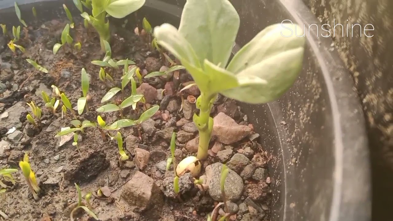 Vicia faba, also called as broad bean/ fava bean or faba bean 🌱