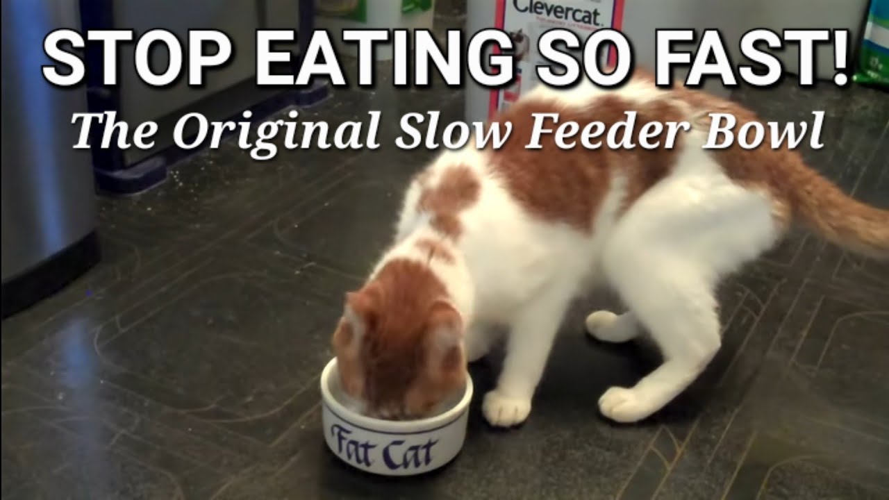 cat dishes to slow down eating