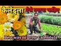 calendula flowers  लगाने का सबसे अच्छा तरीका देखिए / Best Way to grow Calendula flower plants