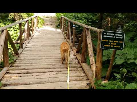 TANAP (Tatranský národný park) with dog