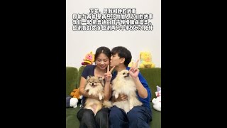 一个人心中只有一个宝贝，而我…有三个宝贝 #博美 #宠物狗 #情侣日常