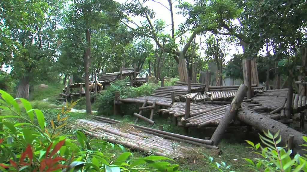 El medi ambient - El panda gegant, patrimoni de la Xina