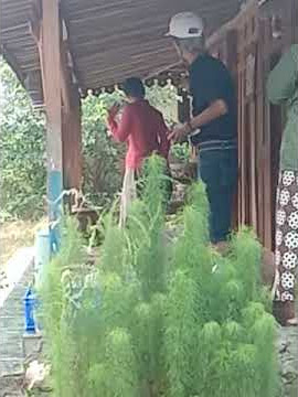 Viral lamaran pemuda Gunungkidul miskin  ditolak mentah mentah.