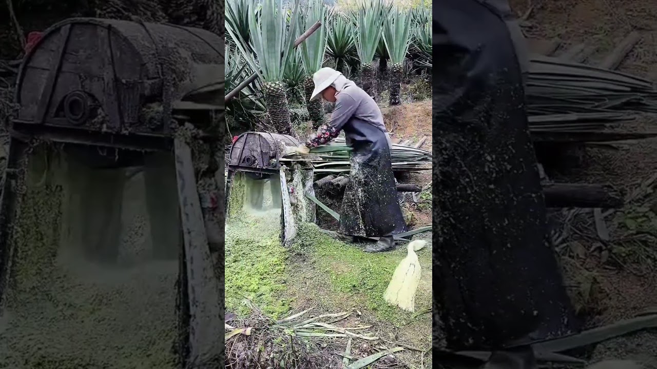 Palm fiber production process