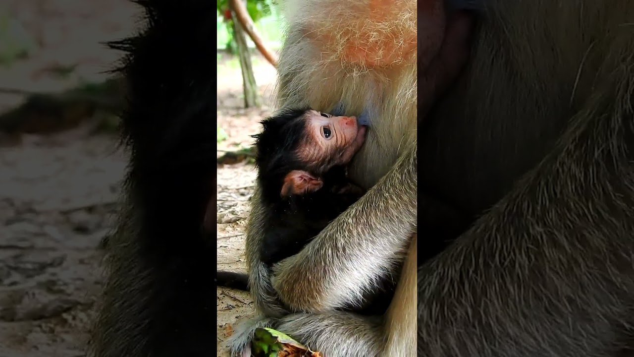 That lovely, gorgeous monkey is really friendly