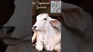 Gau Tirth Tulsi Tapovan Gaushala Acharya Shri Kaushik Ji Maharaj gauseva tulsivanashram gaumata