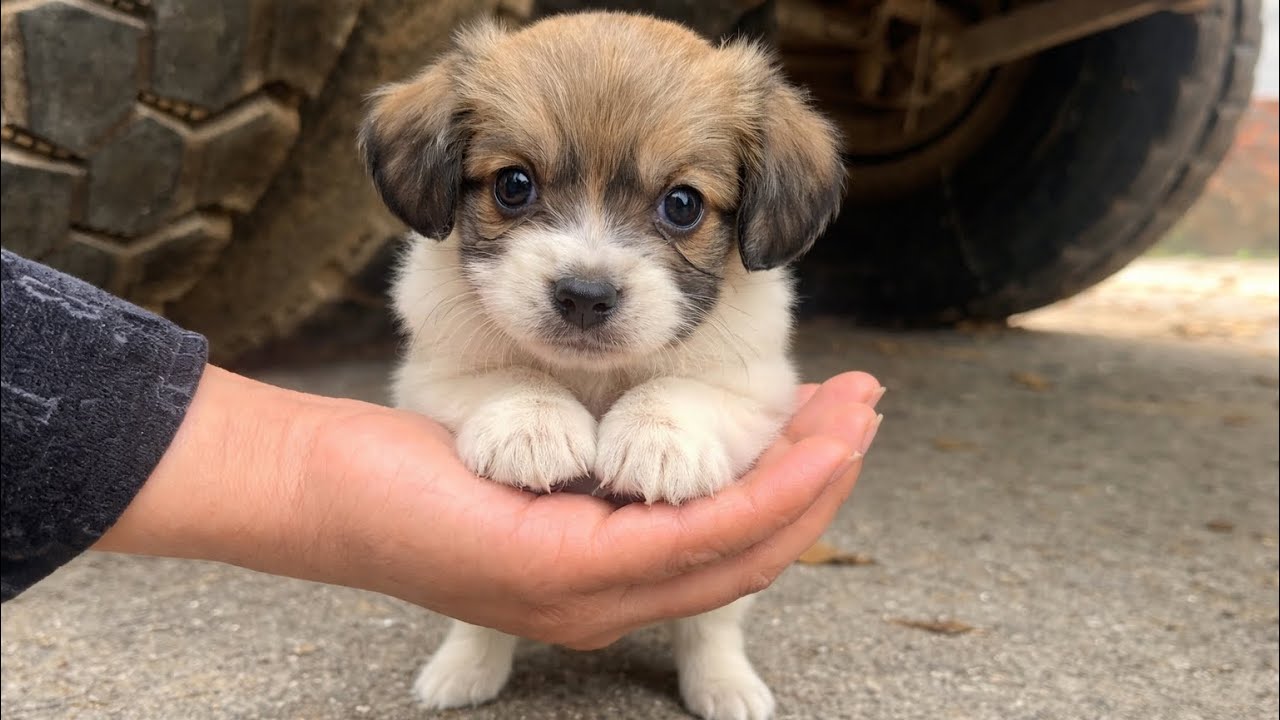 I picked up a stray puppy, and my life is no longer lonely! Cute puppy after being rescued.