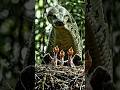Brave Birds vs Giant Anaconda in Amazon Jungle | Emotional Wildlife Story Amazon Rainforest #shorts