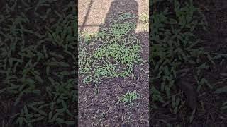Viral akhi dataa / Trending akhi dataa stem amaranth / Viral akhi dugi #viral #shortvideo #short