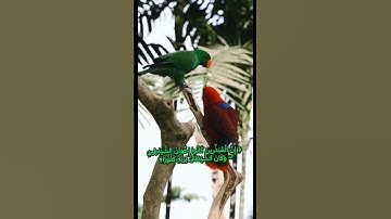 🌼 ماتيسر من سورة #الاسراء للشيخ #المنشاوي #رحمه_الله 🧡🕊 #اكسبلور #fy #قرآن #تيك_توك #المصحف