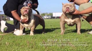 DOPEBULLY TV- BULLY STACK OFF