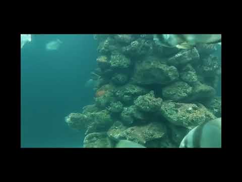 cùng bubu(C.bông)đi viện hải dương học ở nha trang nhé