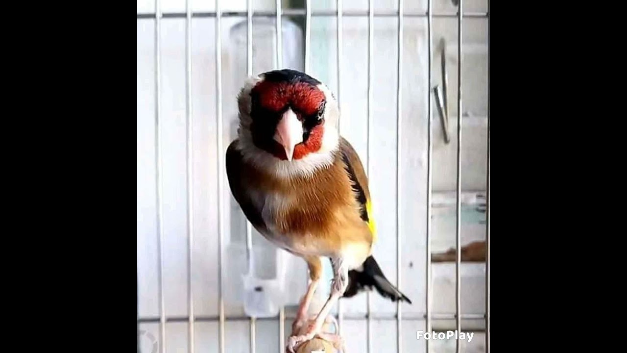 تغريدة سيكتور القل  حمودي عنابة  ماشاء الله