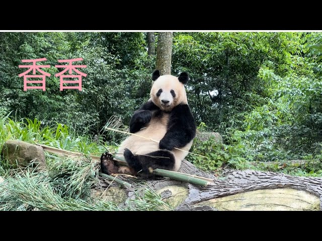 お誕生日直前、8歳卒業のシャンシャン - YouTube